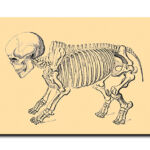 Poster Inconscius N.5