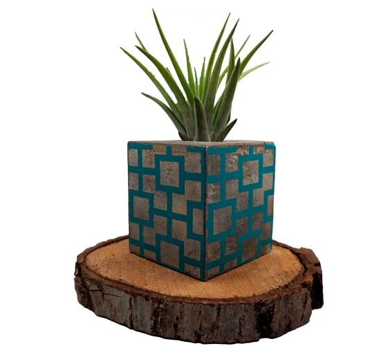TILLANDSIA BLOCK CUBE