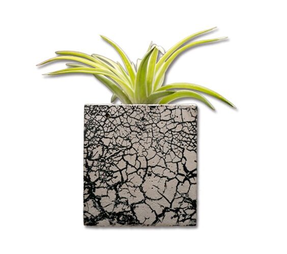 TILLANDSIA BLOCK CRACK