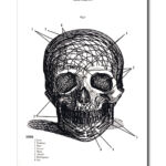 Poster Human Skull