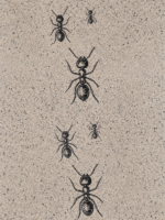 POSTER "ANT " - immagine 5