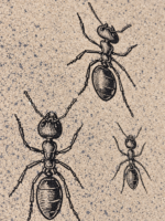 POSTER "ANT " - immagine 8