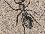 POSTER "ANT " - immagine 4